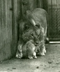 1923年10月、ロンドン動物園の首の首筋で、動物園で生まれた子を持ち上げようとしている雌ライオン（bw写真）